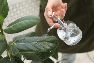Photo of Young woman spraying beautiful houseplant with water from bottle indoors, closeup