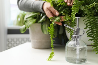 Photo of Woman with houseplants and spray bottle at white table indoors, closeup. Space for text