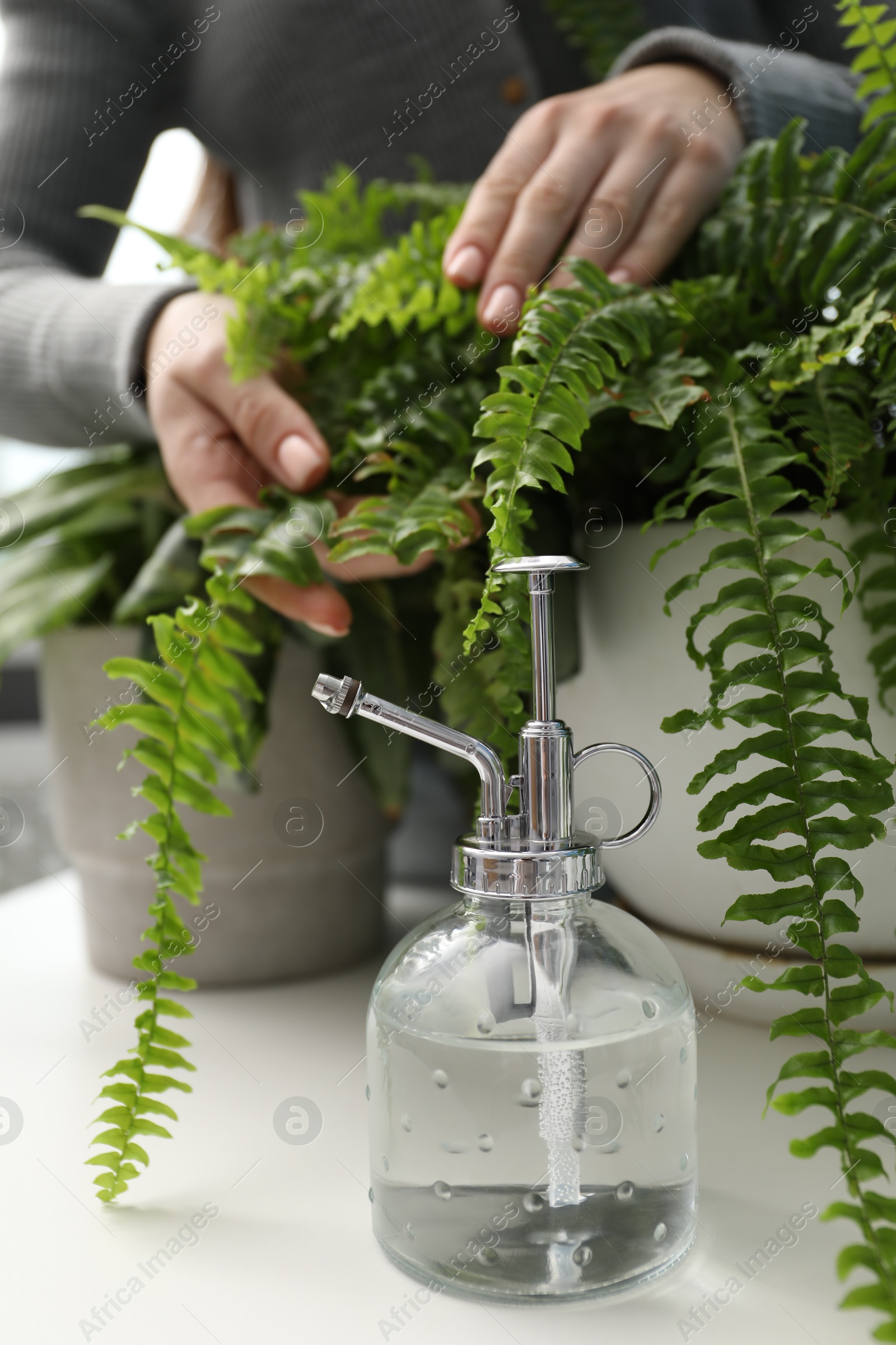 Photo of Woman with houseplants and spray bottle at white table indoors, closeup