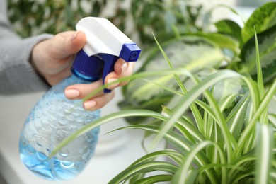 Photo of Young woman spraying beautiful houseplant with water from bottle indoors, closeup