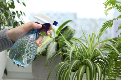Photo of Young woman spraying beautiful houseplant with water from bottle indoors, closeup