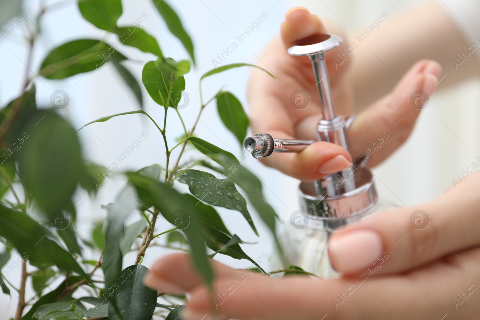 Photo of Young woman spraying beautiful houseplant with water from bottle indoors, closeup