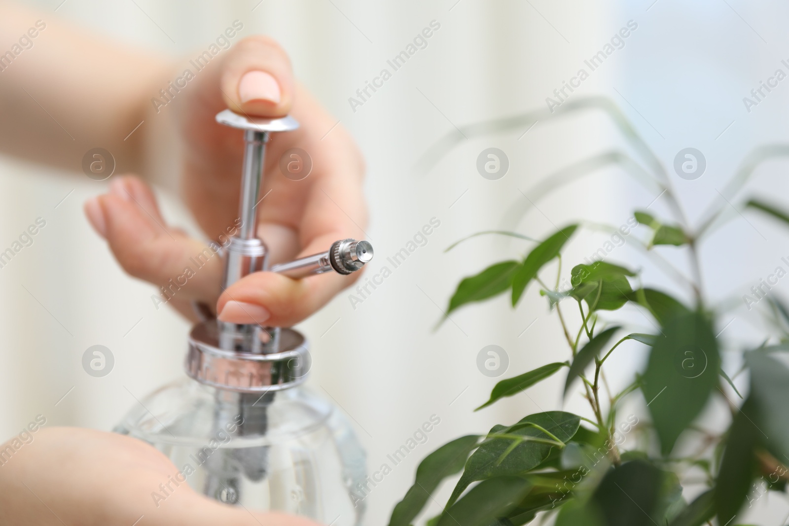 Photo of Young woman spraying beautiful houseplant with water from bottle indoors, closeup