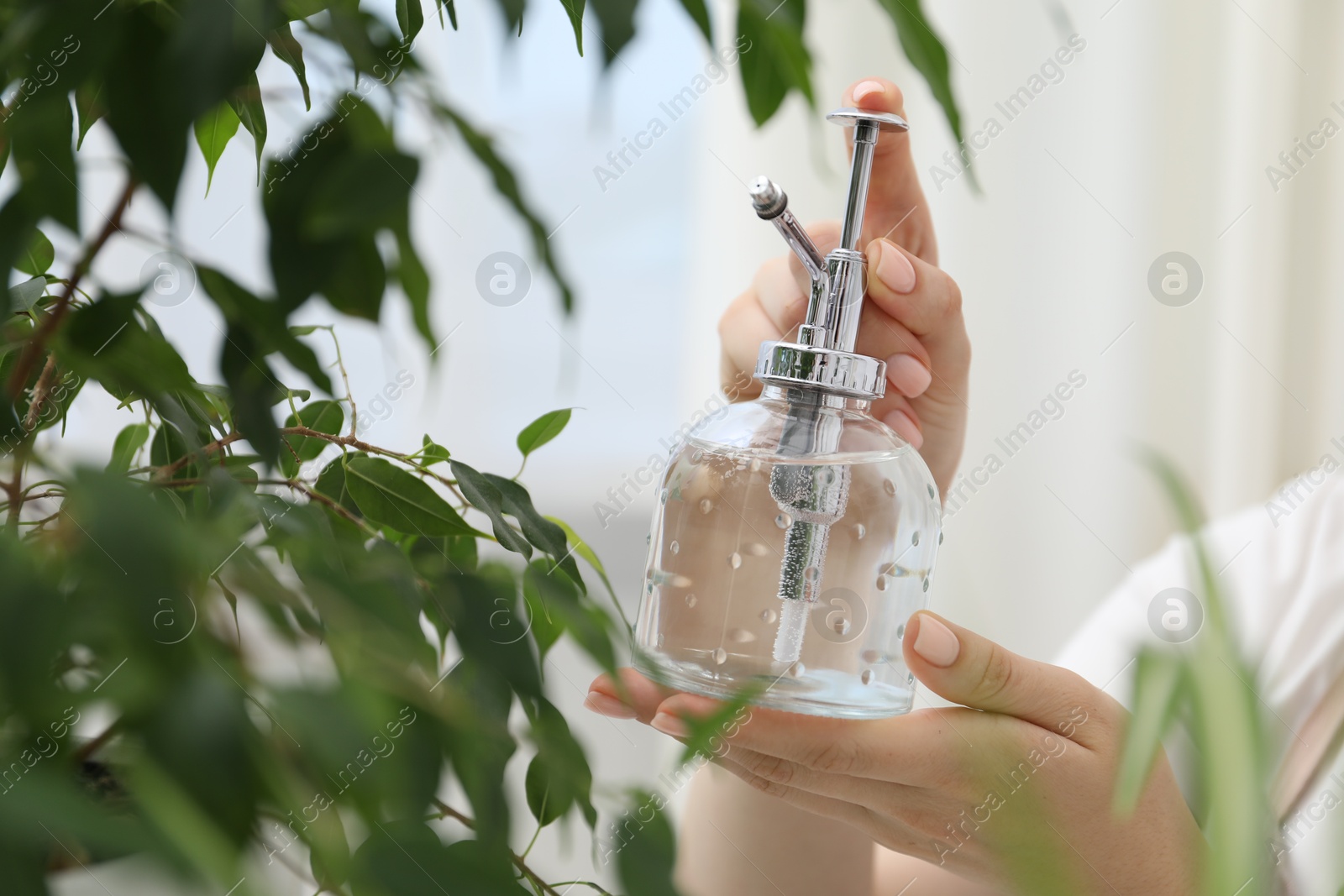Photo of Young woman spraying beautiful houseplant with water from bottle indoors, closeup