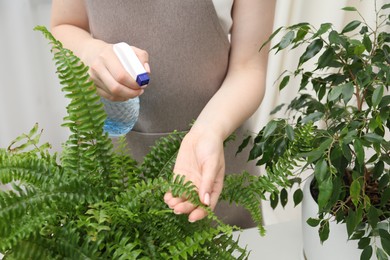 Photo of Young woman spraying beautiful houseplant with water from bottle indoors, closeup