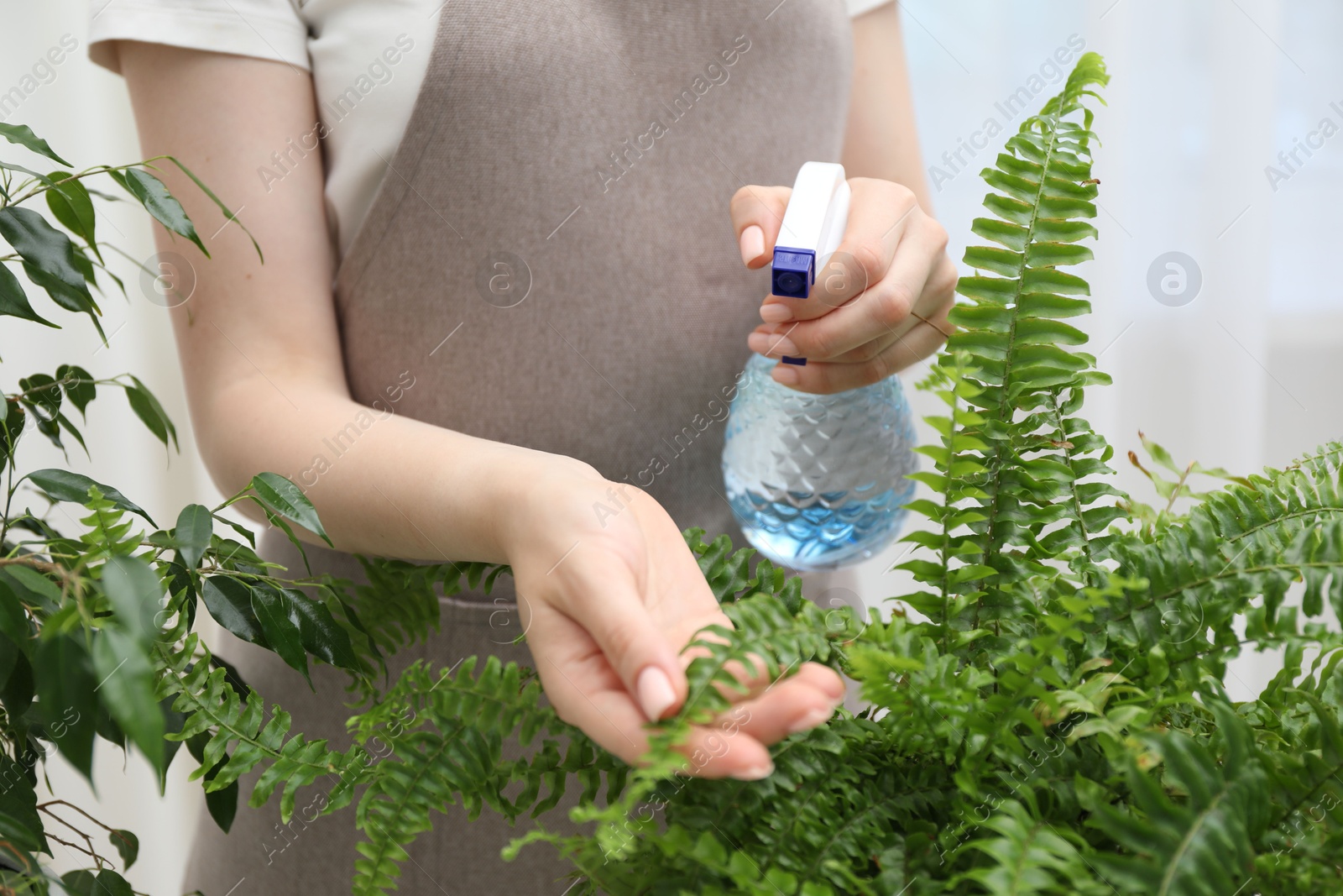 Photo of Young woman spraying beautiful houseplant with water from bottle indoors, closeup