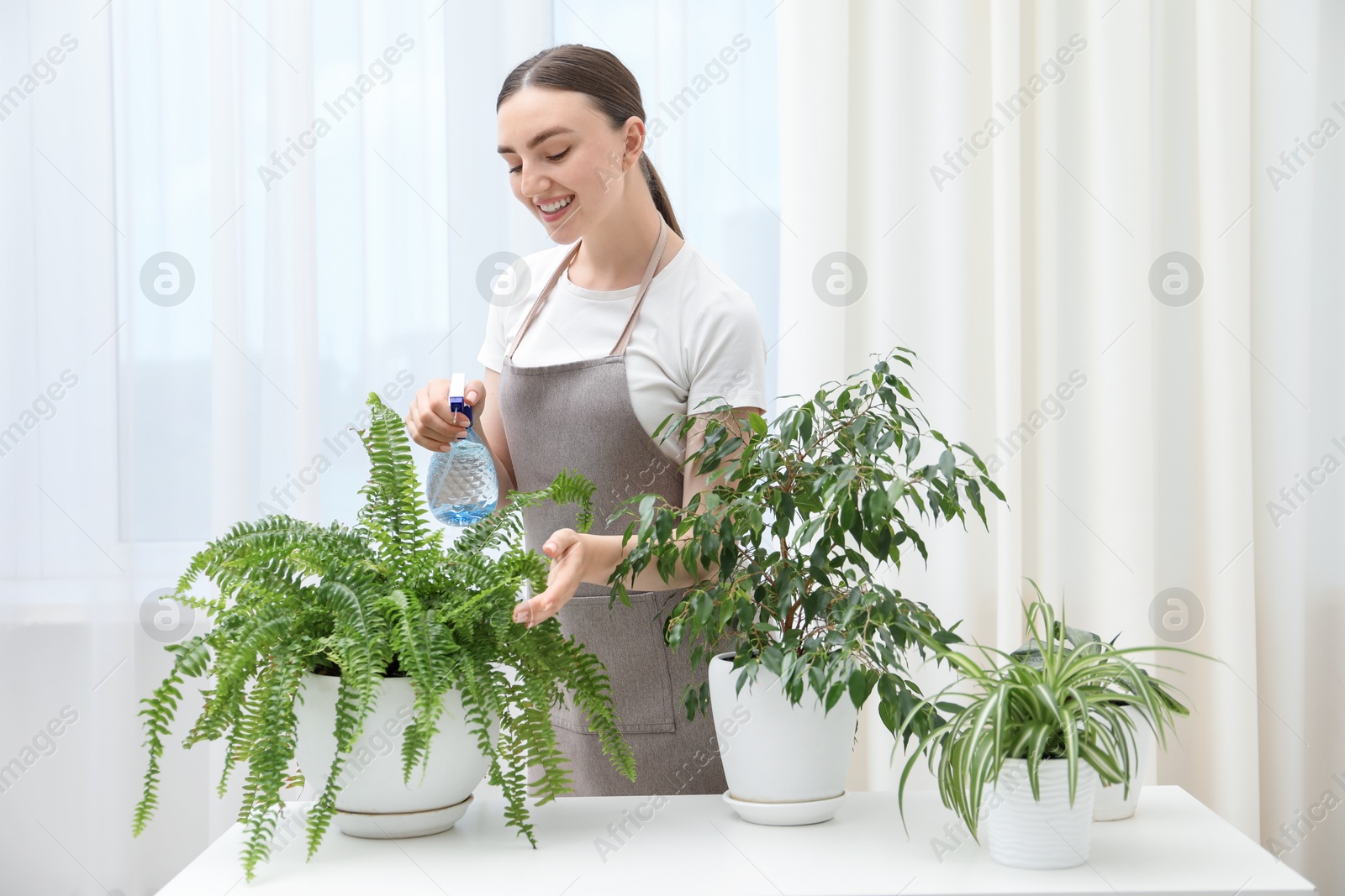 Photo of Young woman spraying beautiful houseplant with water from bottle at white table indoors