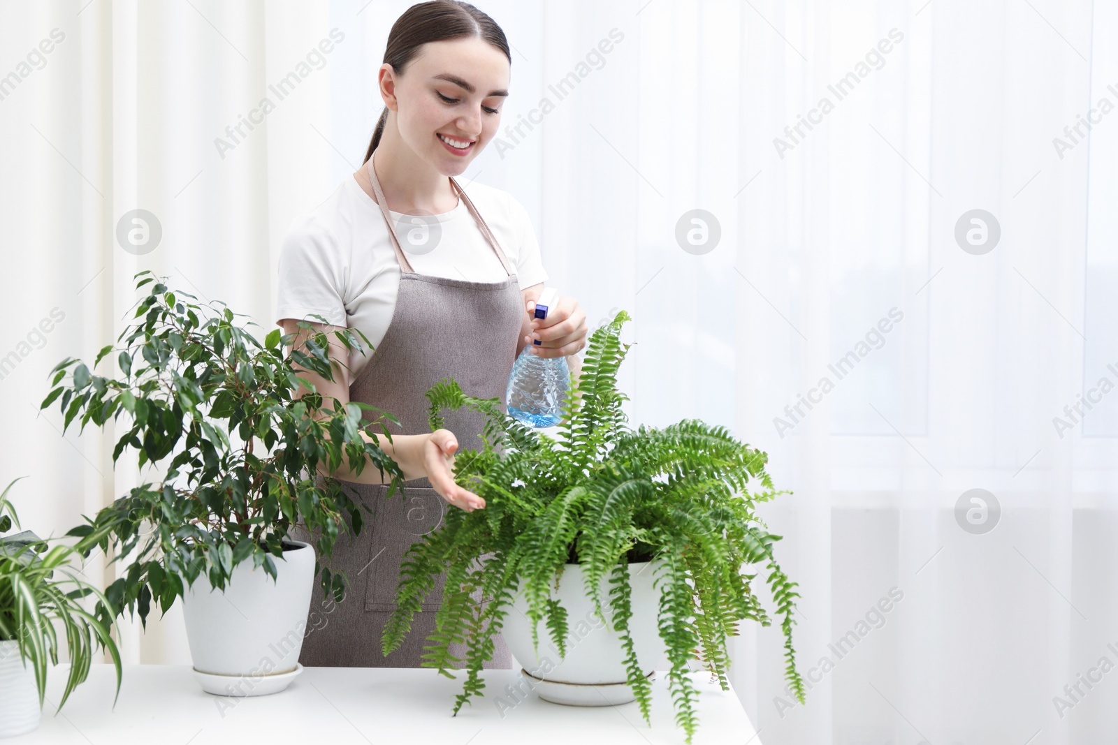 Photo of Young woman spraying beautiful houseplant with water from bottle at white table indoors, space for text