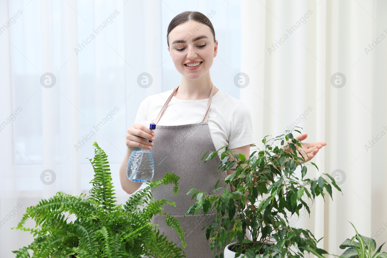Photo of Young woman spraying beautiful houseplant with water from bottle indoors