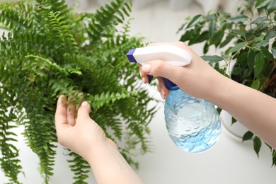 Photo of Young woman spraying beautiful houseplant with water from bottle indoors, closeup