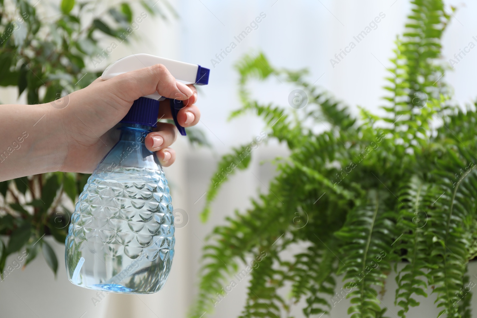 Photo of Young woman spraying beautiful houseplant with water from bottle indoors, closeup