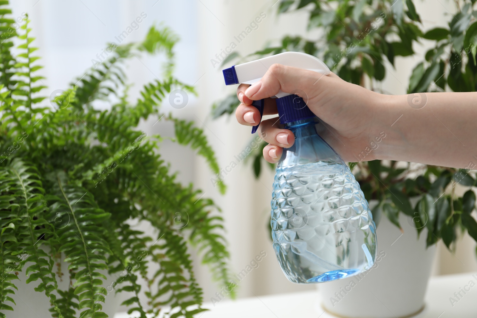 Photo of Young woman spraying beautiful houseplant with water from bottle indoors, closeup
