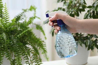 Photo of Young woman spraying beautiful houseplant with water from bottle indoors, closeup