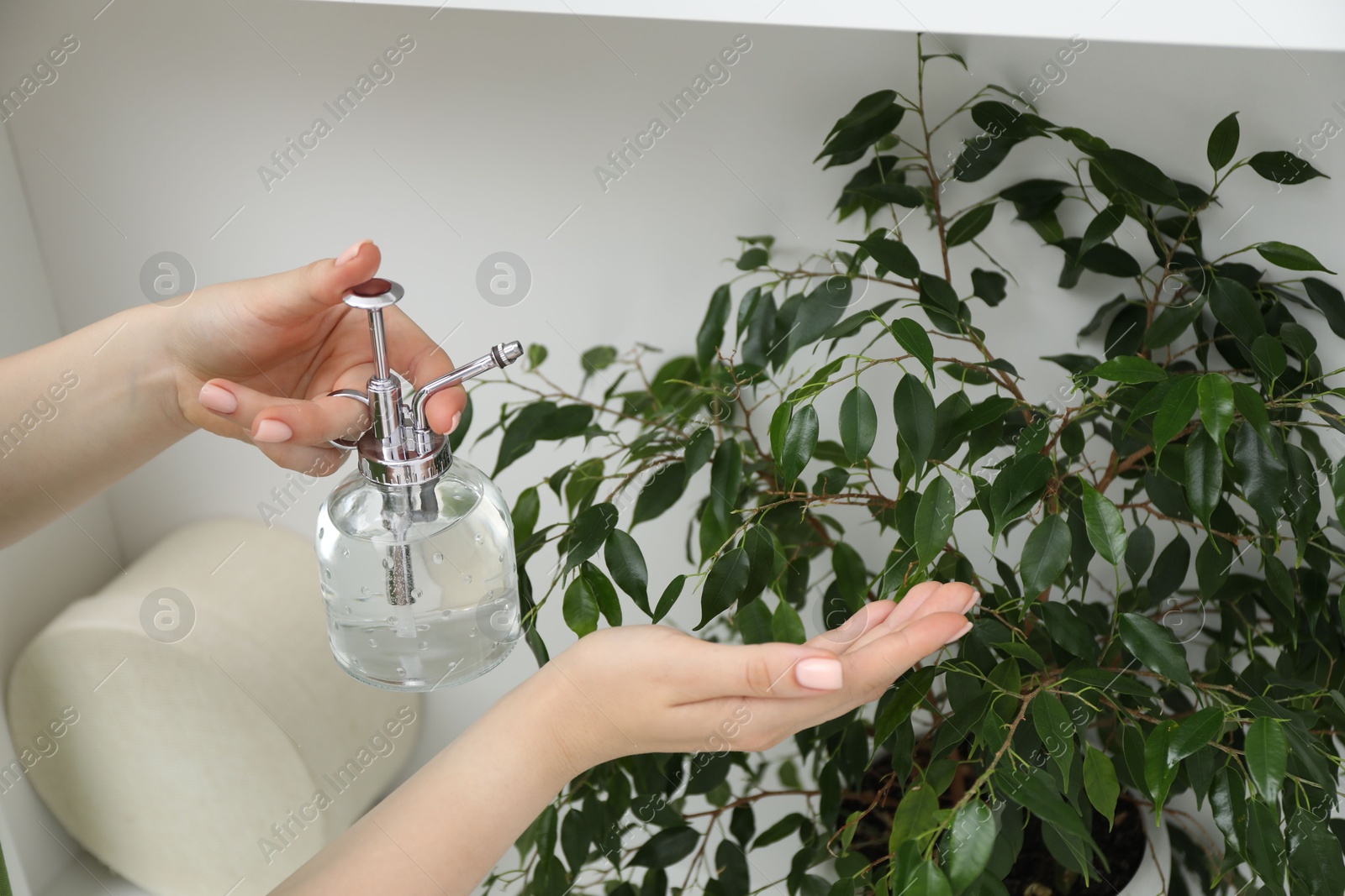Photo of Young woman spraying beautiful houseplant with water from bottle indoors, closeup
