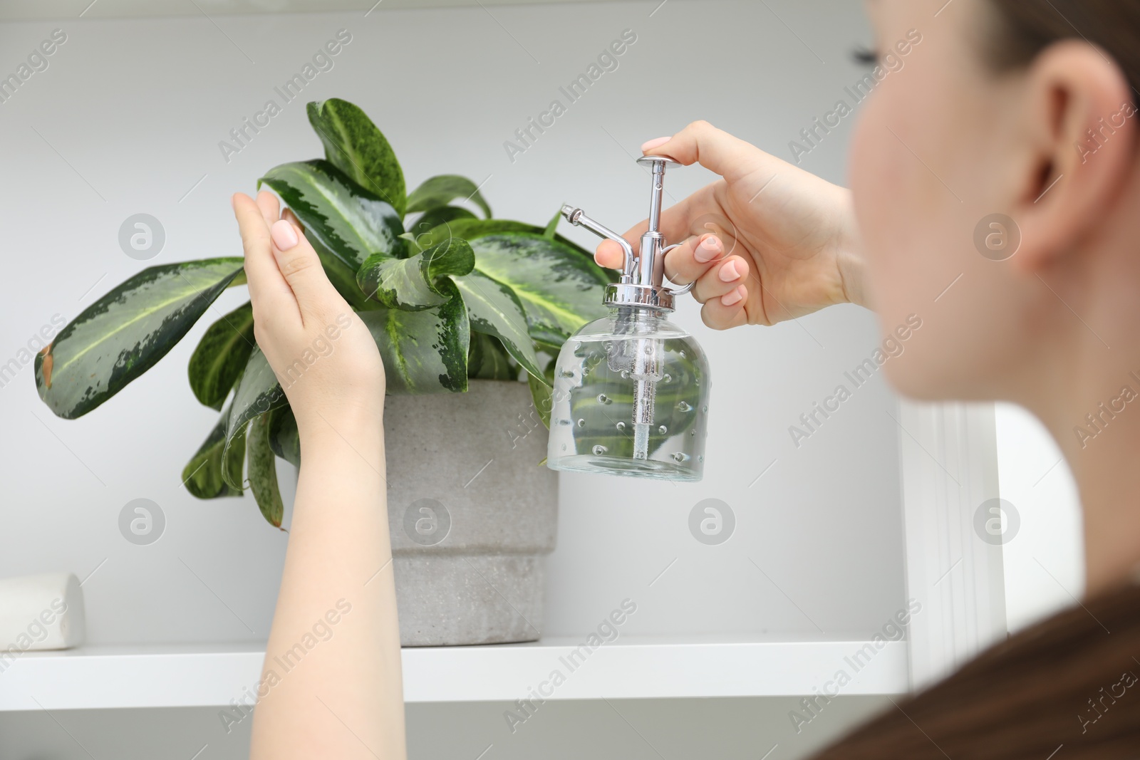 Photo of Young woman spraying beautiful houseplant with water from bottle indoors, closeup