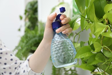 Photo of Young woman spraying beautiful houseplant with water from bottle indoors, closeup