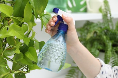 Photo of Young woman spraying beautiful houseplant with water from bottle indoors, closeup