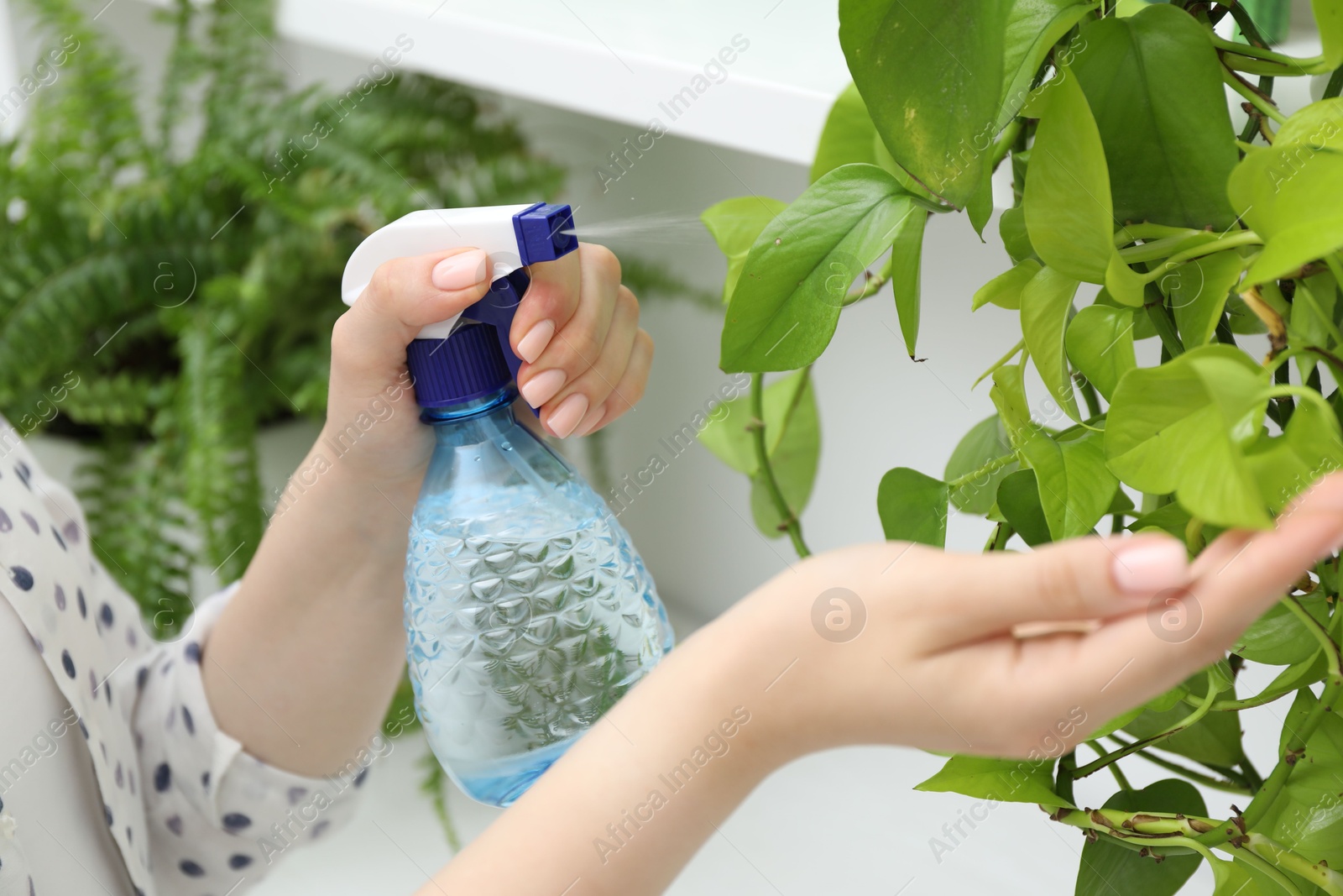 Photo of Young woman spraying beautiful houseplant with water from bottle indoors, closeup