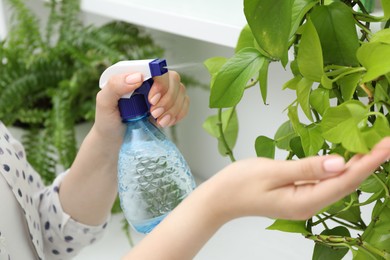 Photo of Young woman spraying beautiful houseplant with water from bottle indoors, closeup