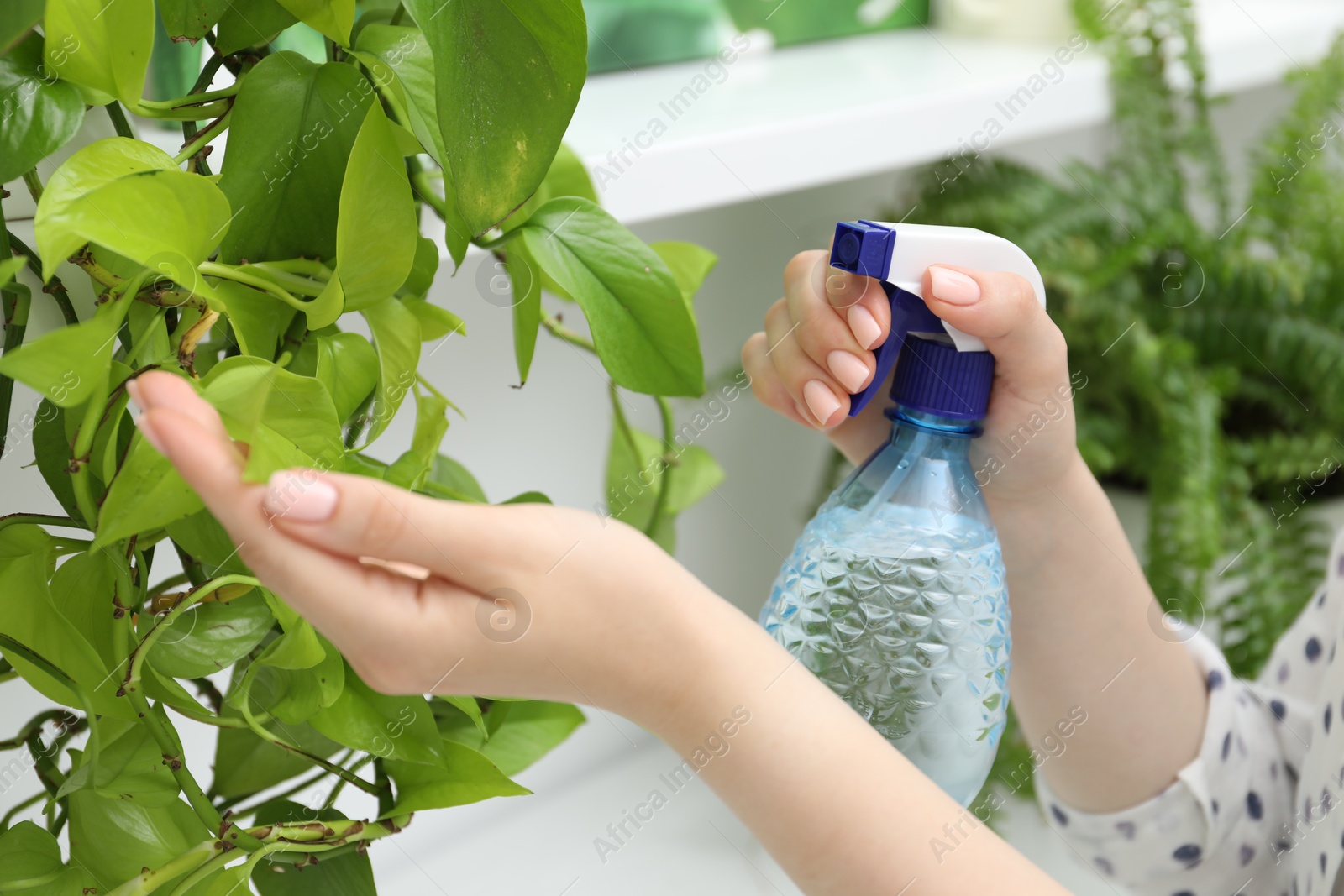 Photo of Young woman spraying beautiful houseplant with water from bottle indoors, closeup