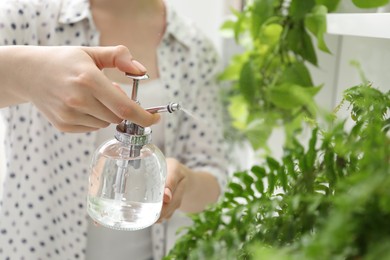Photo of Young woman spraying beautiful houseplant with water from bottle indoors, closeup