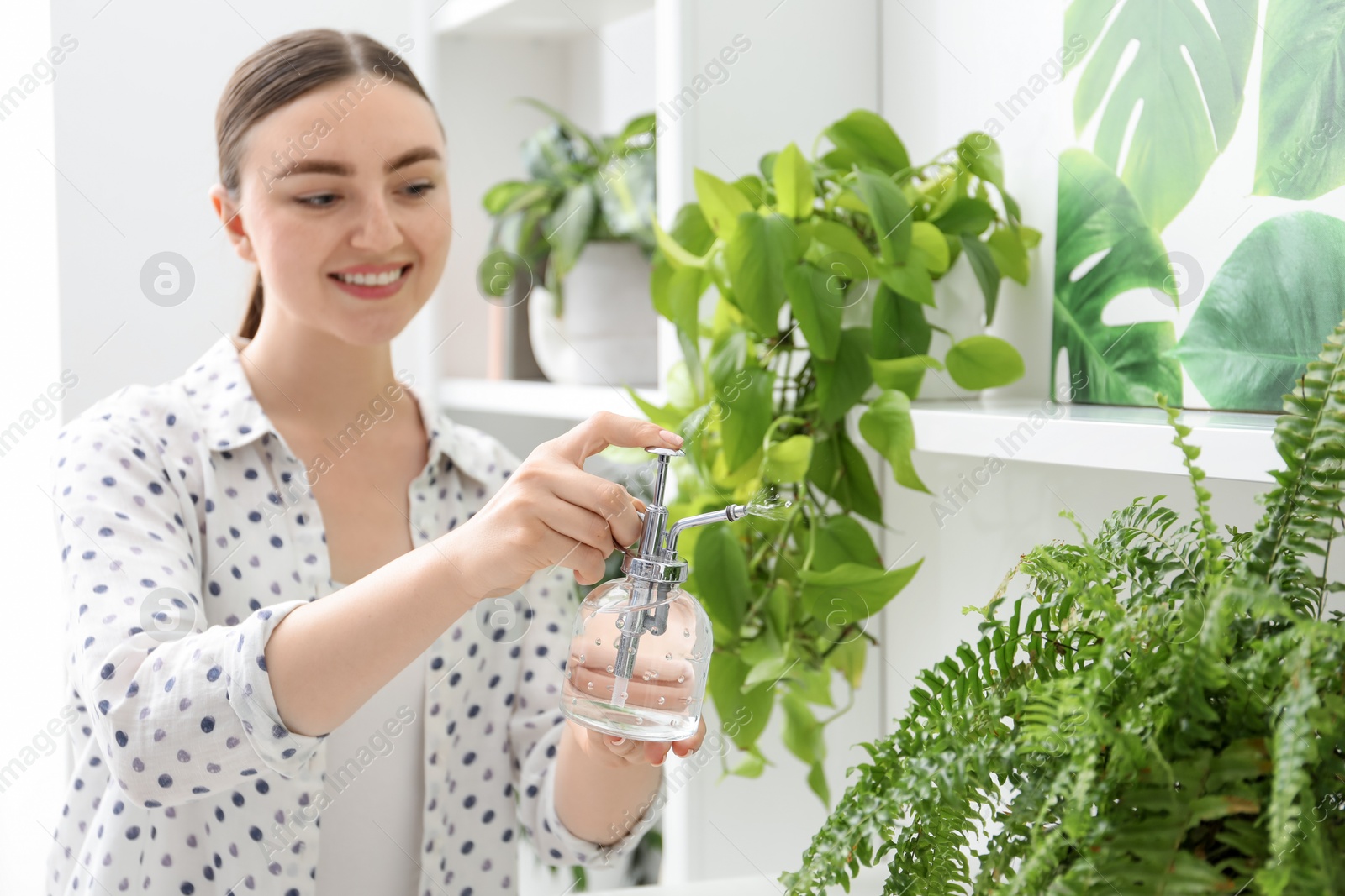 Photo of Young woman spraying beautiful houseplant with water from bottle indoors