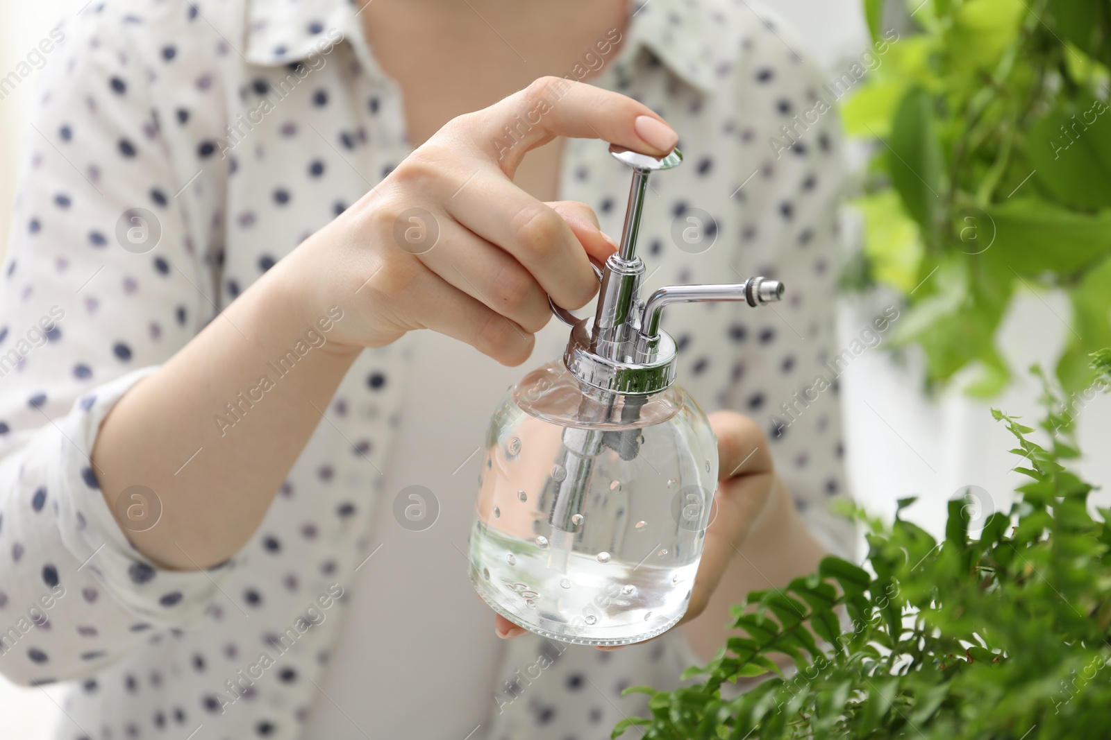 Photo of Young woman spraying beautiful houseplant with water from bottle indoors, closeup