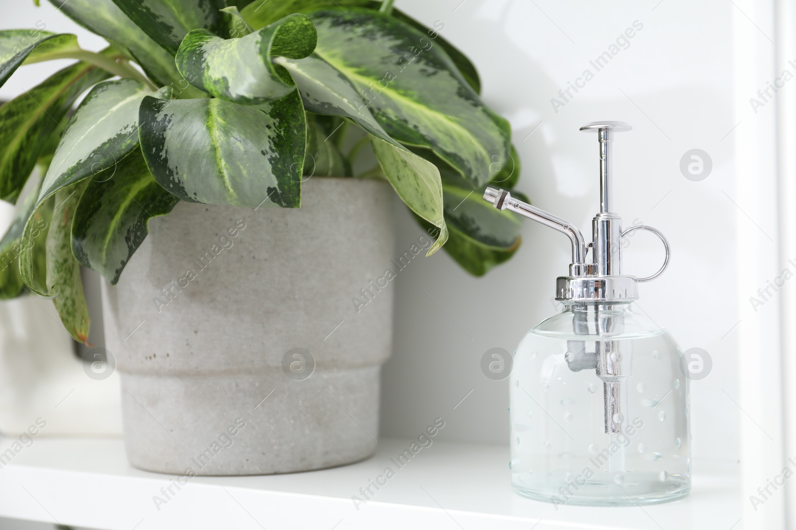 Photo of Spray bottle and potted houseplant on white shelf, closeup