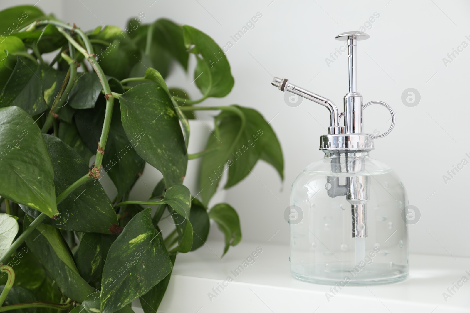 Photo of Spray bottle and potted houseplant on white shelf, closeup