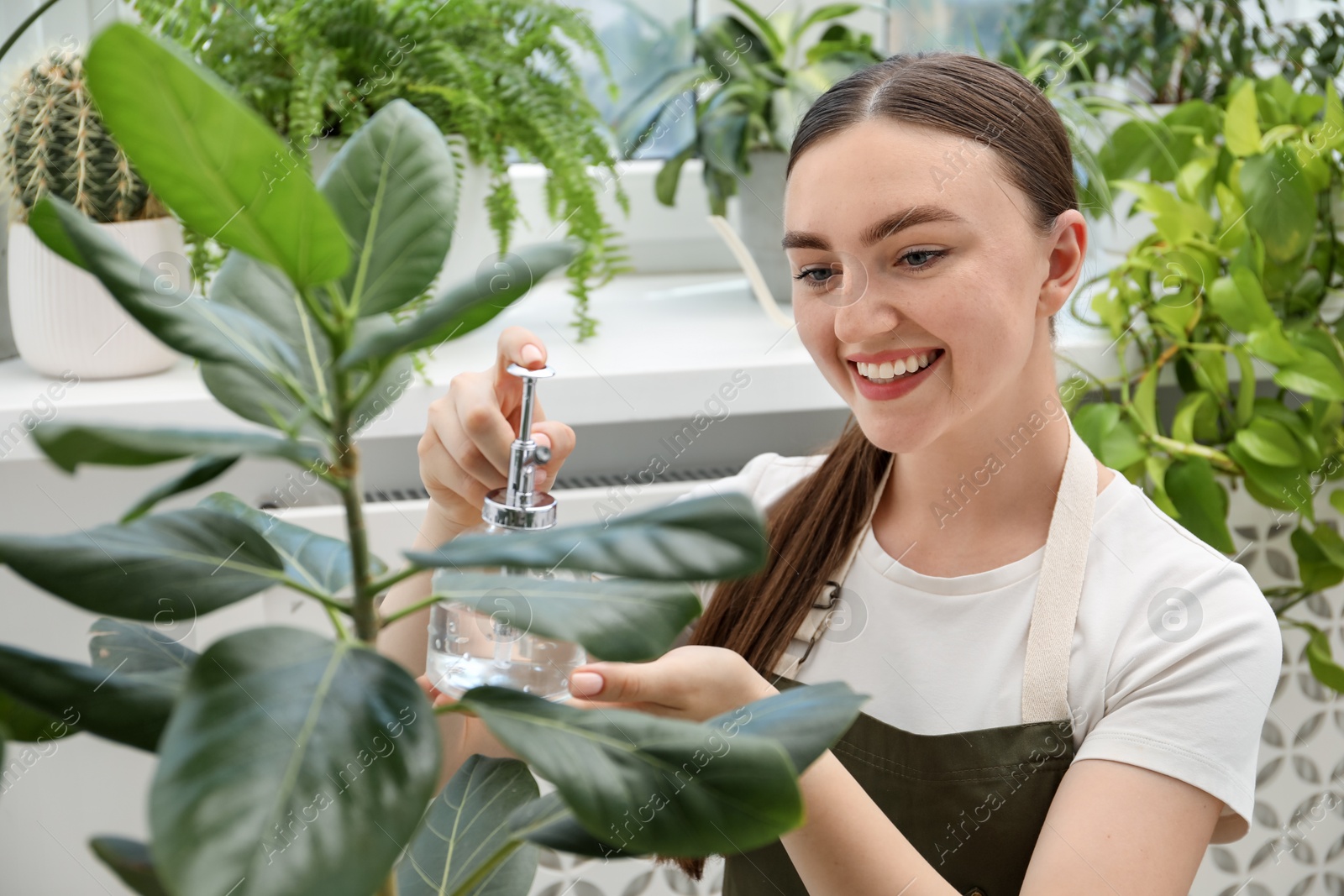 Photo of Young woman spraying beautiful houseplant with water from bottle indoors