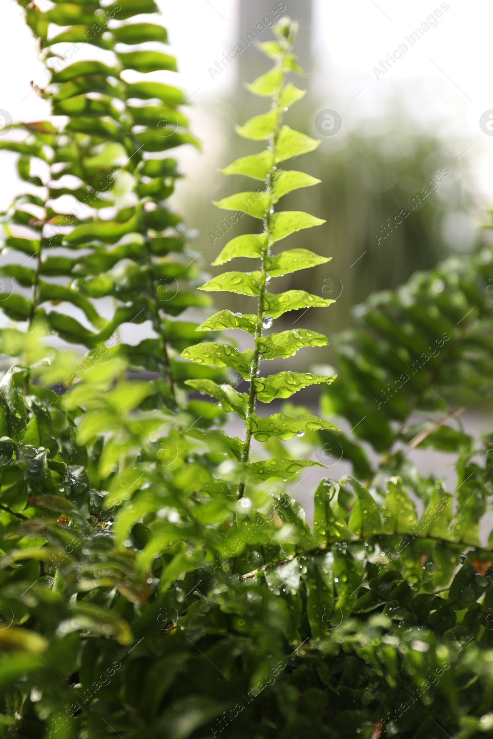 Photo of Beautiful Nephrolepis plant with water drops indoors, closeup