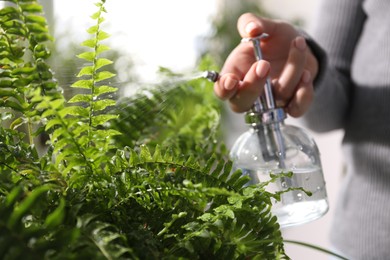 Photo of Young woman spraying beautiful houseplant with water from bottle indoors, closeup