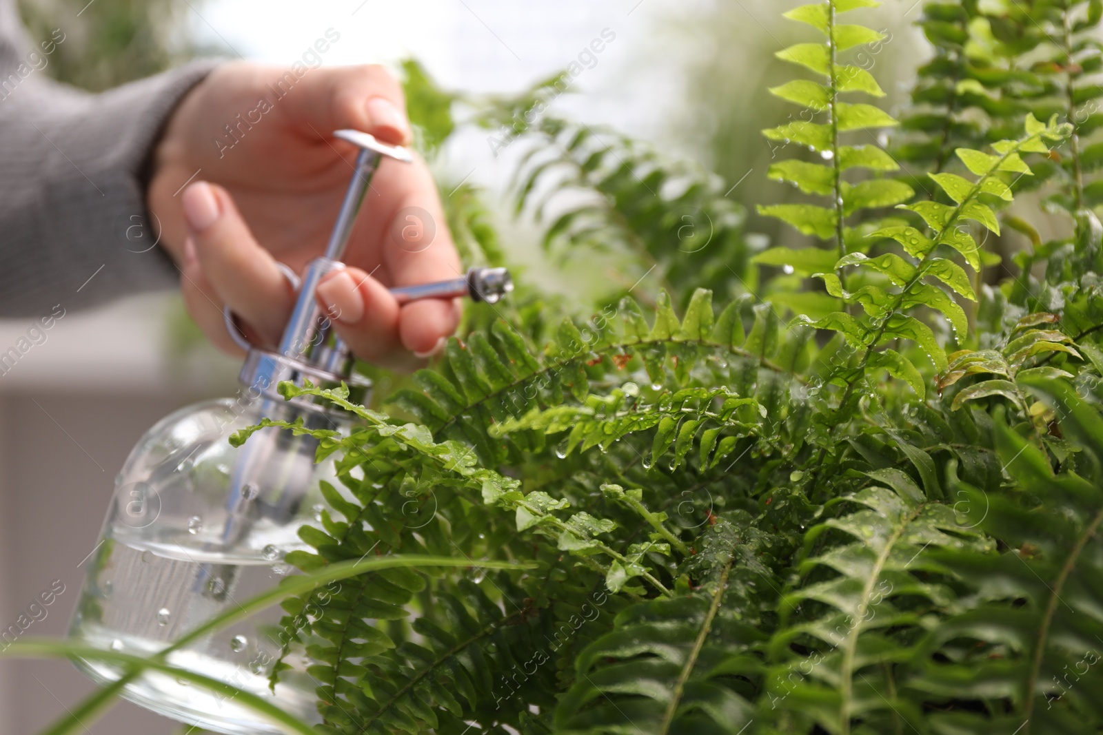 Photo of Young woman spraying beautiful houseplant with water from bottle indoors, closeup