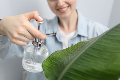 Photo of Young woman spraying beautiful houseplant with water from bottle indoors, closeup