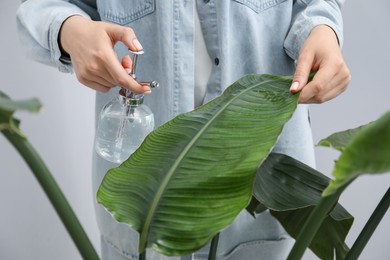 Photo of Young woman spraying beautiful houseplant with water from bottle indoors, closeup