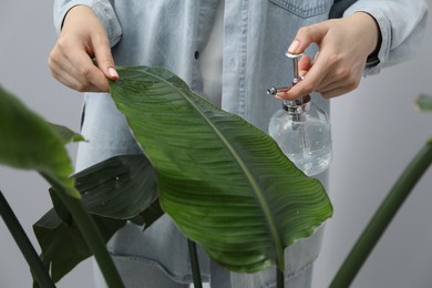 Photo of Young woman spraying beautiful houseplant with water from bottle indoors, closeup