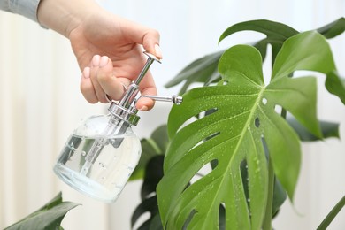Photo of Young woman spraying beautiful houseplant with water from bottle indoors, closeup