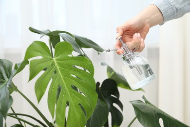 Photo of Young woman spraying beautiful houseplant with water from bottle indoors, closeup