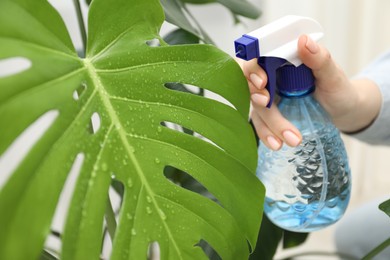 Photo of Young woman spraying beautiful houseplant with water from bottle indoors, closeup
