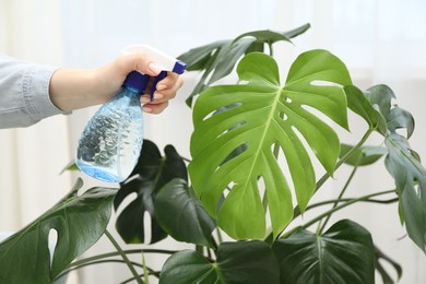 Photo of Young woman spraying beautiful houseplant with water from bottle indoors, closeup