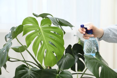 Photo of Young woman spraying beautiful houseplant with water from bottle indoors, closeup