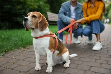 Photo of Couple with adorable Beagle dog in park, closeup