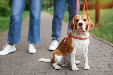 Photo of Couple with adorable Beagle dog in park, closeup