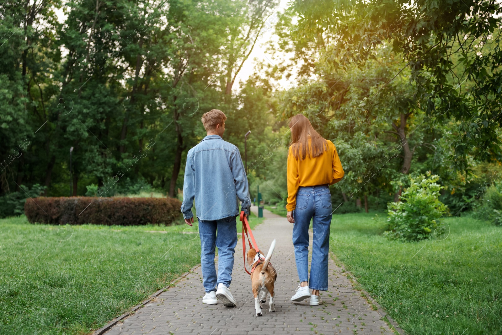 Photo of Couple walking with adorable Beagle dog in park, back view
