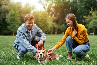 Photo of Couple spending time with adorable Beagle dog outdoors