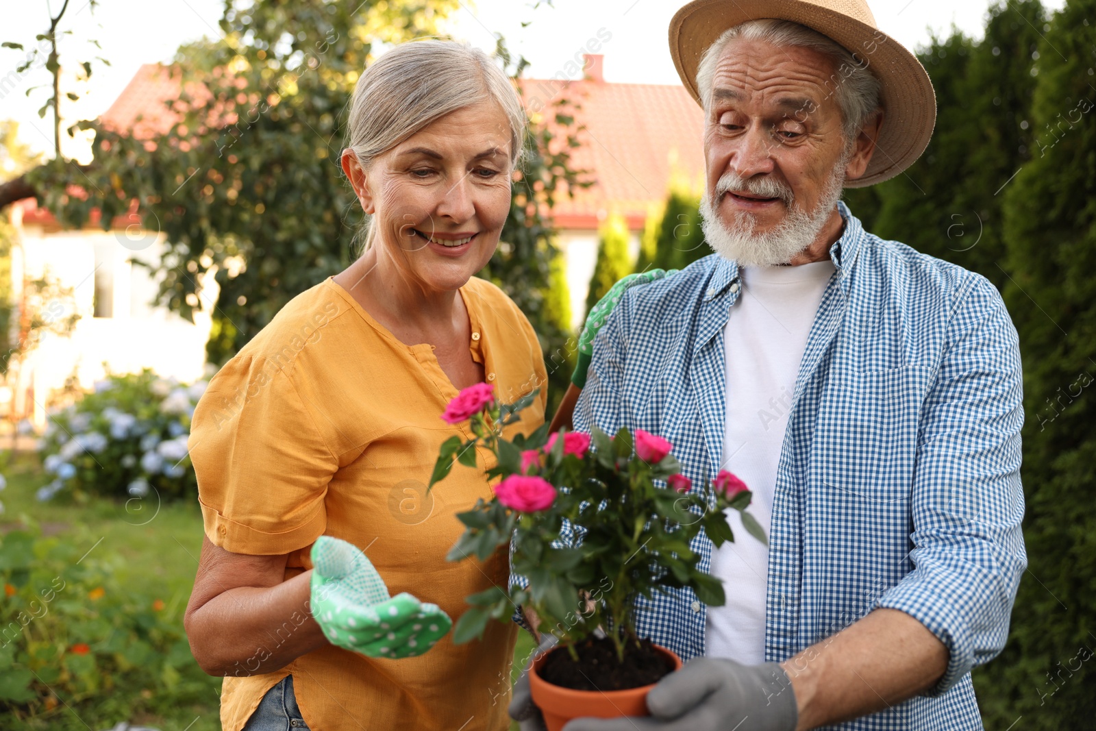 Photo of Happy senior couple in gloves with potted plant in garden