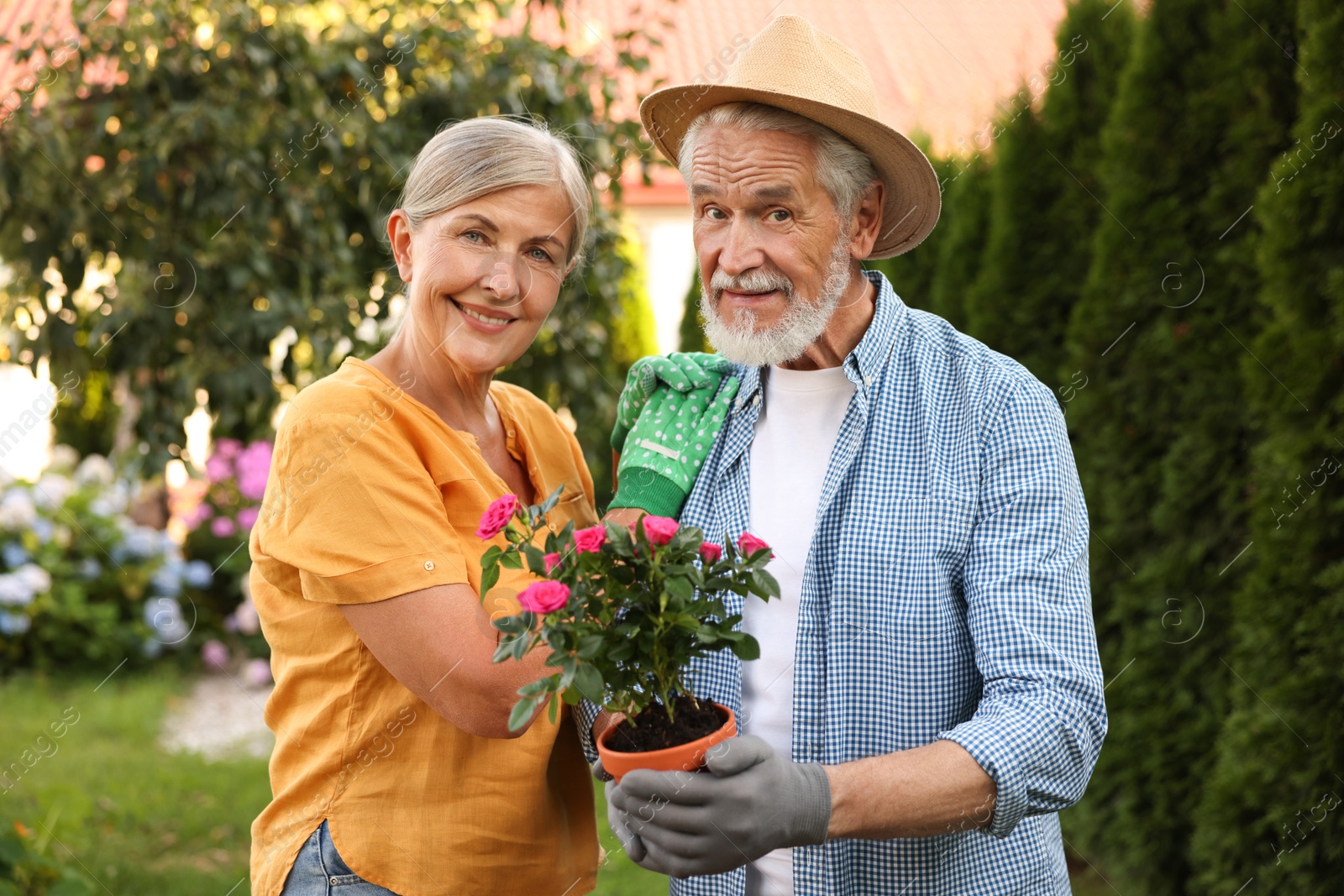 Photo of Happy senior couple in gloves with potted roses in garden