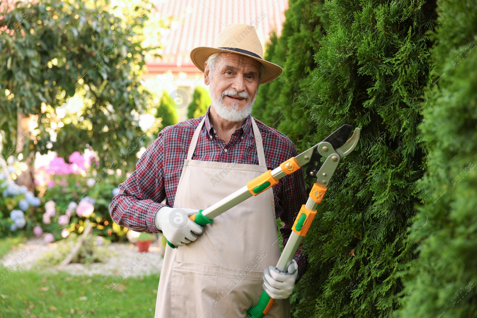 Photo of Elderly man in hat and apron with manual hedge trimmer working in garden