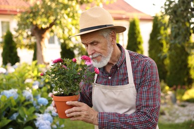 Photo of Elderly man in hat and apron with beautiful potted roses in garden