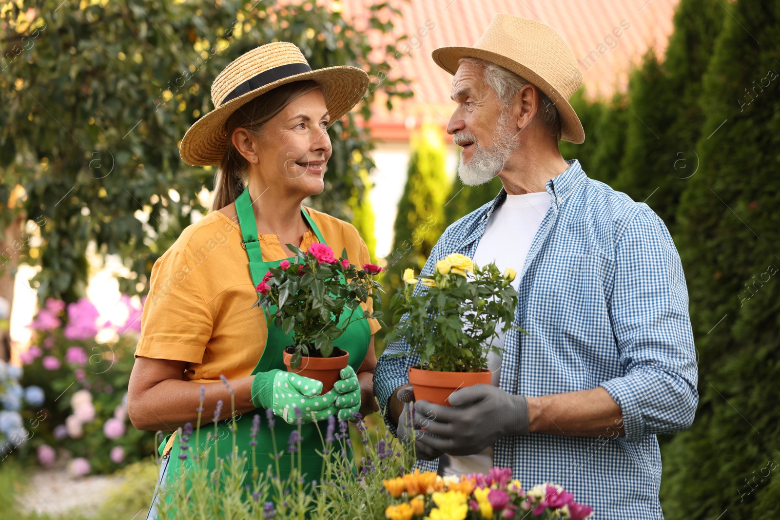 Photo of Happy senior couple in gloves and hats with potted roses in garden